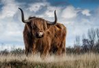 brown bull on green glass field under grey and blue cloudy sky