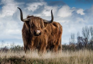 brown bull on green glass field under grey and blue cloudy sky